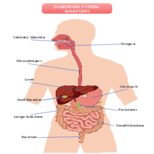 Digestion System Anatomy thumb